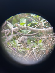 Psaltriparus minimus saturatus