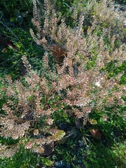 Lepidium bonariense
