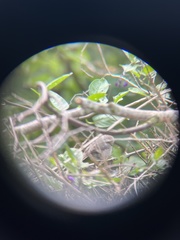 Psaltriparus minimus saturatus