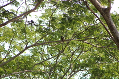 Myiodynastes luteiventris