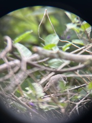 Psaltriparus minimus saturatus