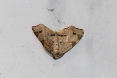 Achrosis rondelaria