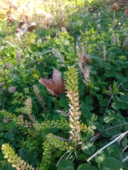 Lepidium bonariense