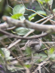 Psaltriparus minimus saturatus