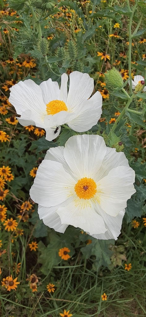 white prickly poppy