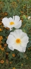 White Prickly Poppy - Photo (c) Lance Homeniuk, some rights reserved (CC BY-NC), uploaded by Lance Homeniuk