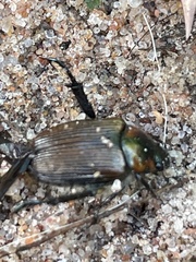 Strigoderma arbicola