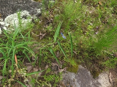 Commelina erecta deamiana