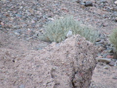 Muscisaxicola rufivertex