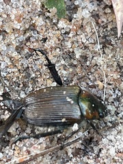 Strigoderma arbicola