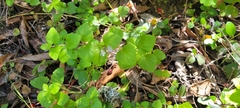 Clinopodium douglasii