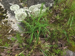 Commelina erecta deamiana