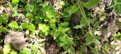 Clinopodium douglasii