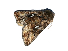 Autographa mandarina