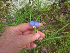 Commelina erecta deamiana