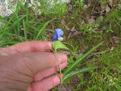 Commelina erecta deamiana