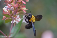 Xylocopa appendiculata circumvolans