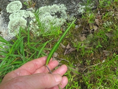 Commelina erecta deamiana