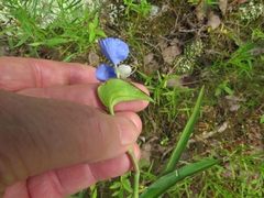 Commelina erecta deamiana