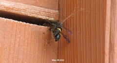 Orancistrocerus drewseni