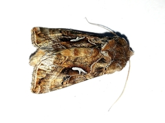 Autographa mandarina