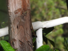 Anolis distichus