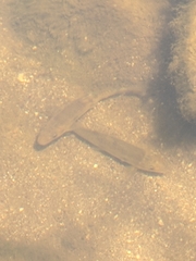 Catostomus occidentalis