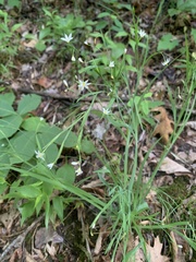 Sisyrinchium dichotomum