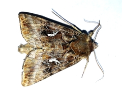 Autographa mandarina