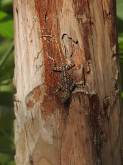 Anolis distichus