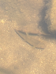 Catostomus occidentalis