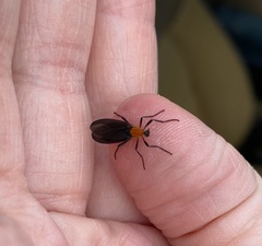 Plecia americana