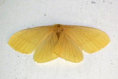 Eupterote citrina