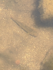 Catostomus occidentalis