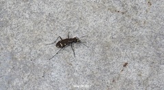 Cicindela gemmata