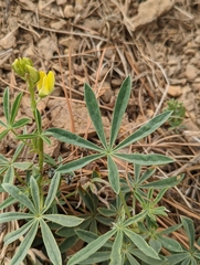 Lupinus croceus