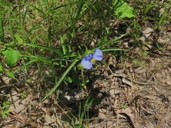 Commelina erecta deamiana