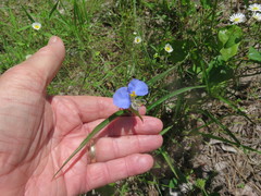 Commelina erecta deamiana