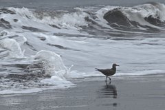 Leucophaeus modestus