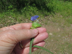 Commelina erecta deamiana