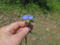 Commelina erecta deamiana