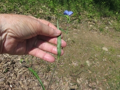 Commelina erecta deamiana