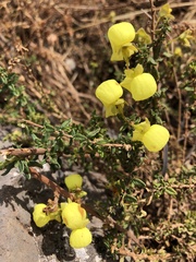 Calceolaria tripartita