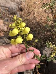 Calceolaria tripartita