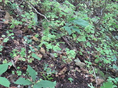 Oxalis illinoensis
