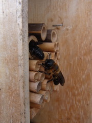 Megachile sculpturalis