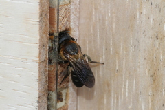 Megachile sculpturalis