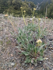 Eriogonum compositum compositum
