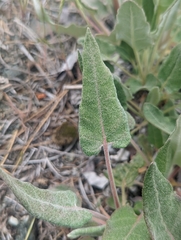 Eriogonum compositum compositum