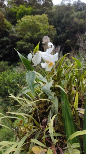 Sobralia ecuadorana, photograph 6